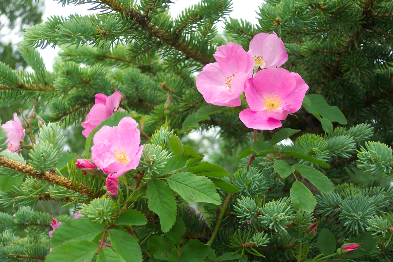wild-roses-in-pine-234412805886000Wg0